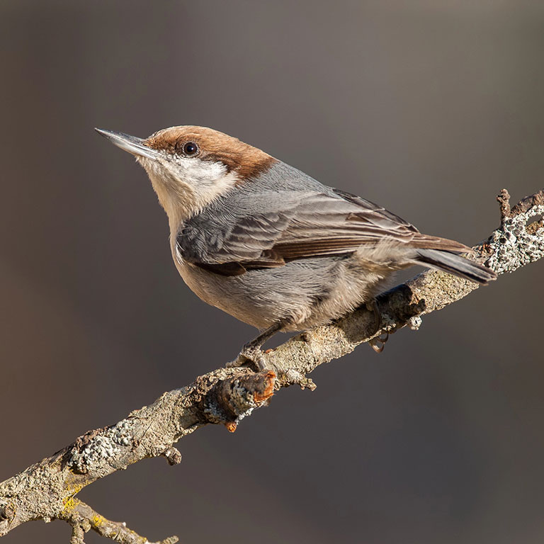 Brown-headed Nuthatch