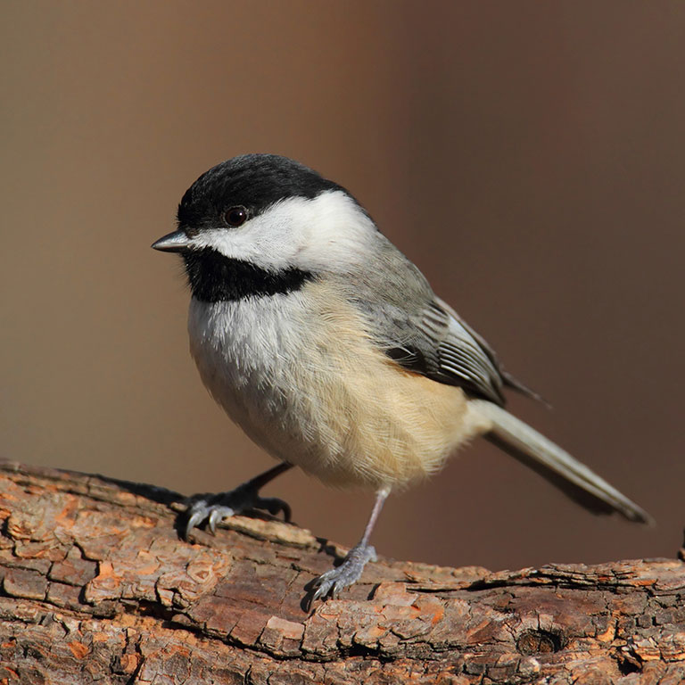 Carolina Chickadee