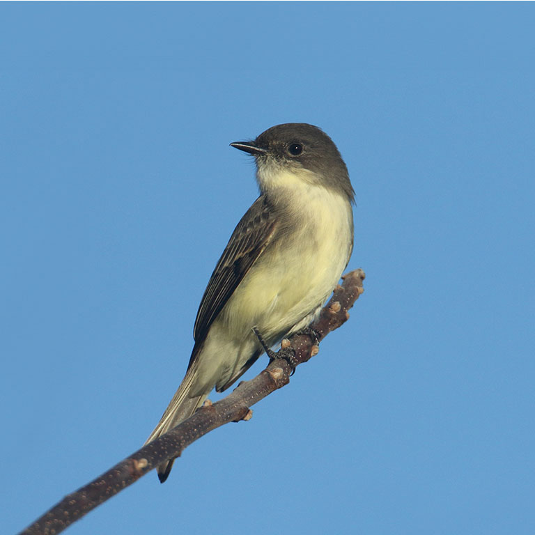 Eastern Phoebe