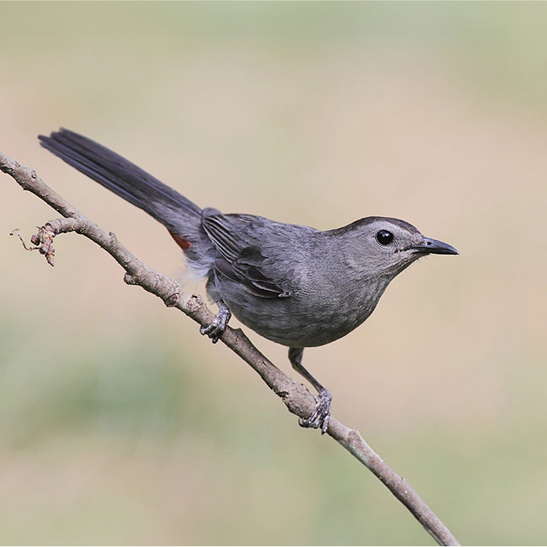 Gray Catbird
