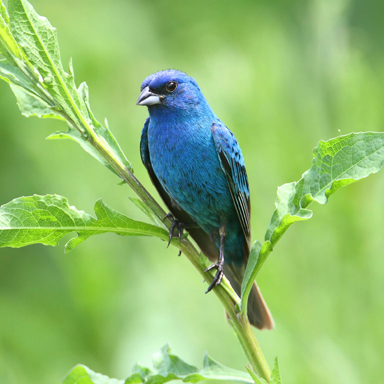 Indigo Bunting