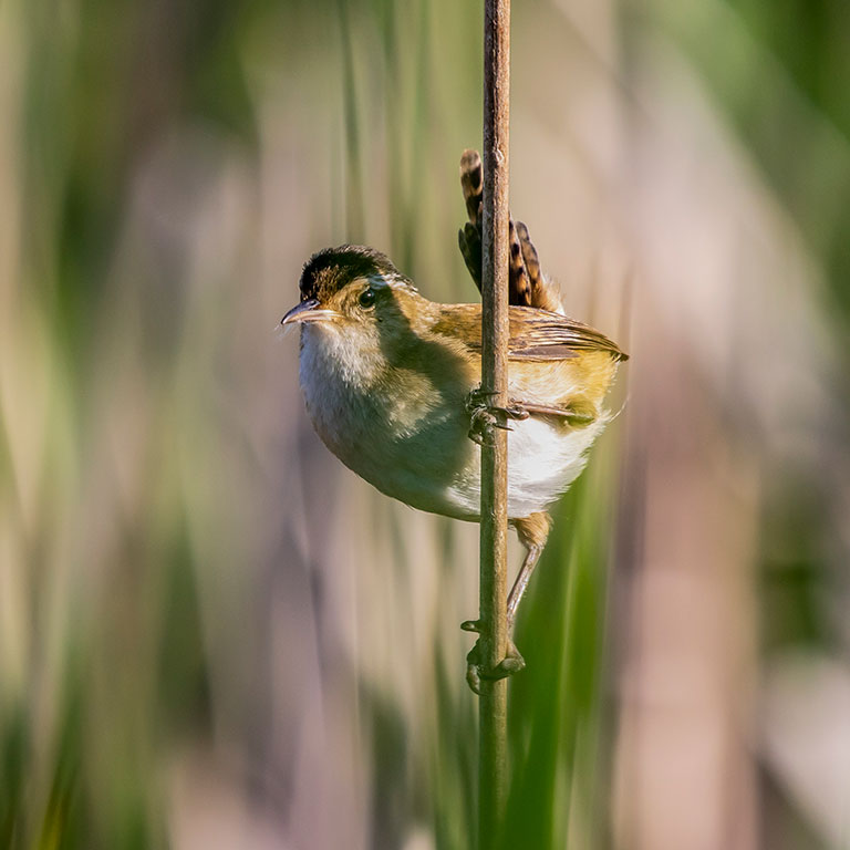 Marsh Wren