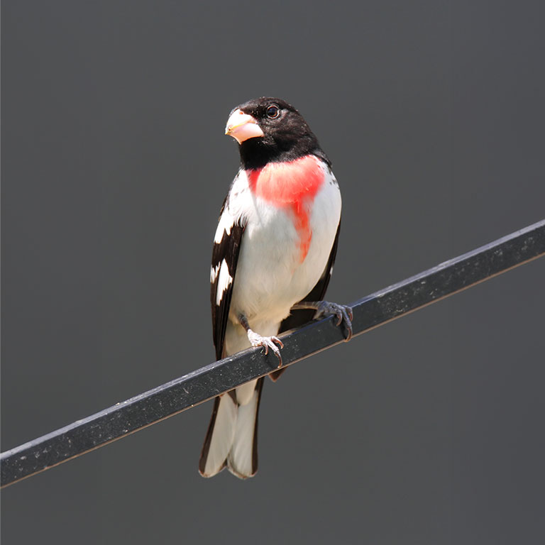 Rose-breasted Grosbeak