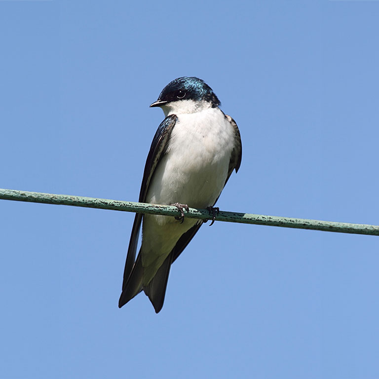 Tree Swallow