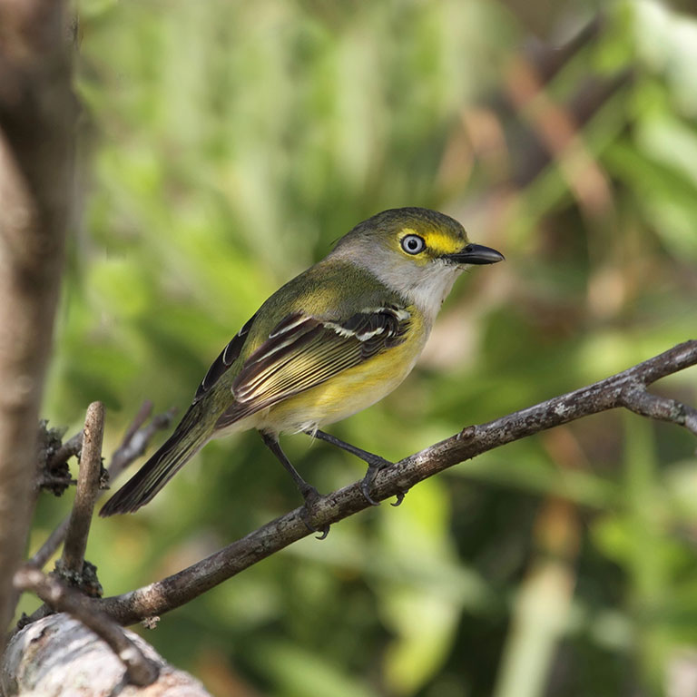 White-eyed Vireo