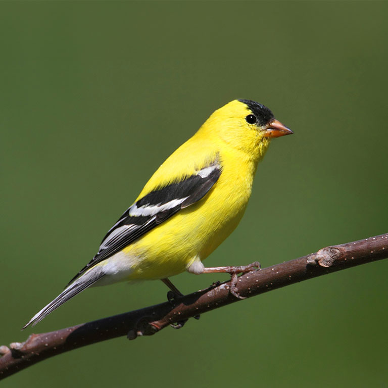 American Goldfinch