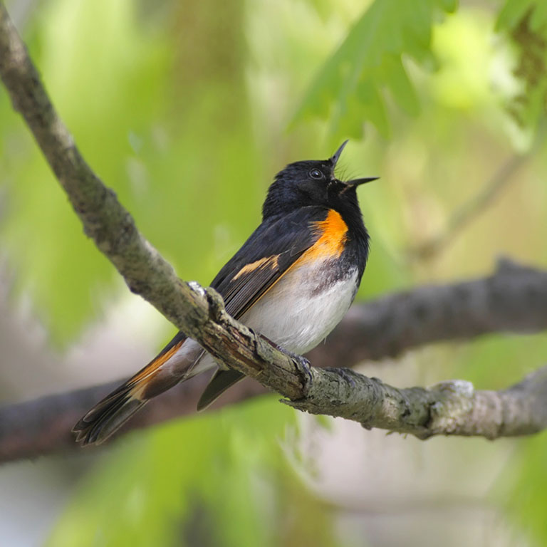 American Redstart
