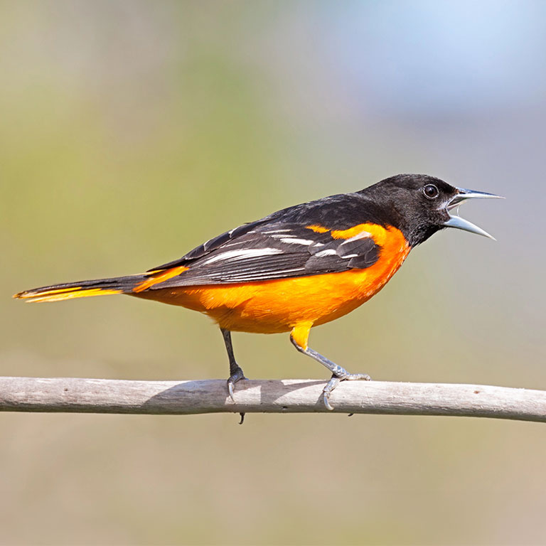 Baltimore Oriole