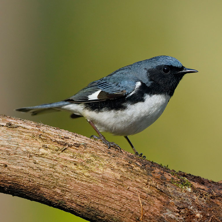 Black-throated Blue Warbler