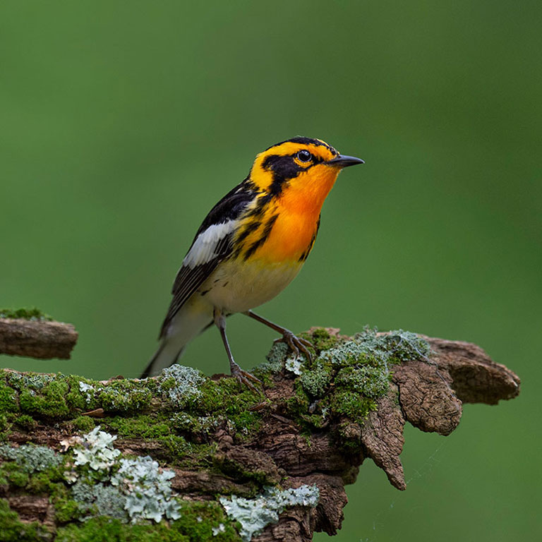 Blackburnian Warbler