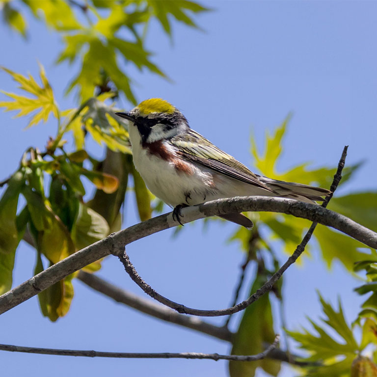 Chestnut-sided Warbler