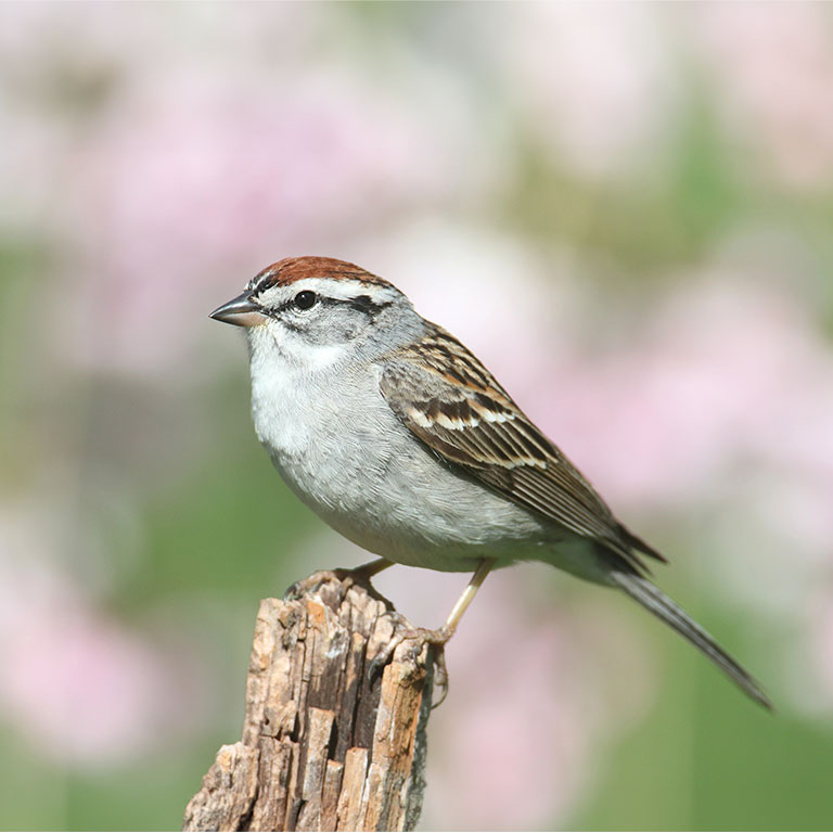 Chipping Sparrow