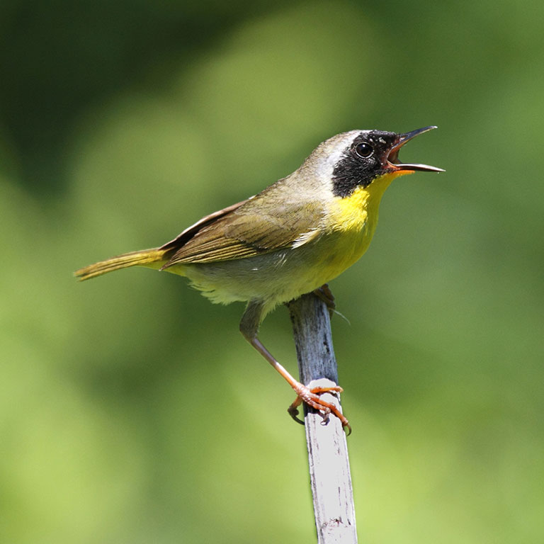 Common Yellowthroat
