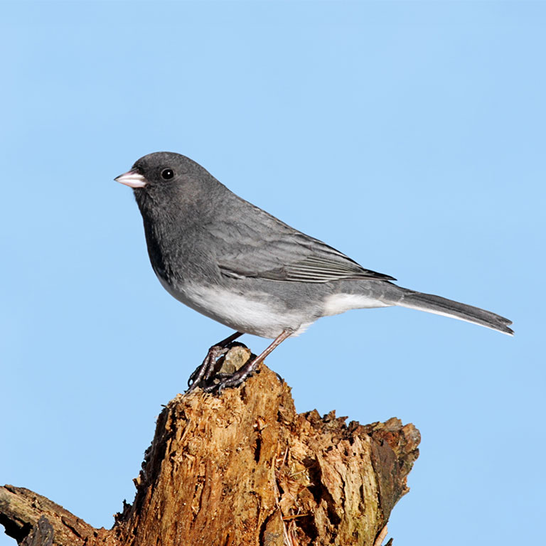 Dark-eyed Junco