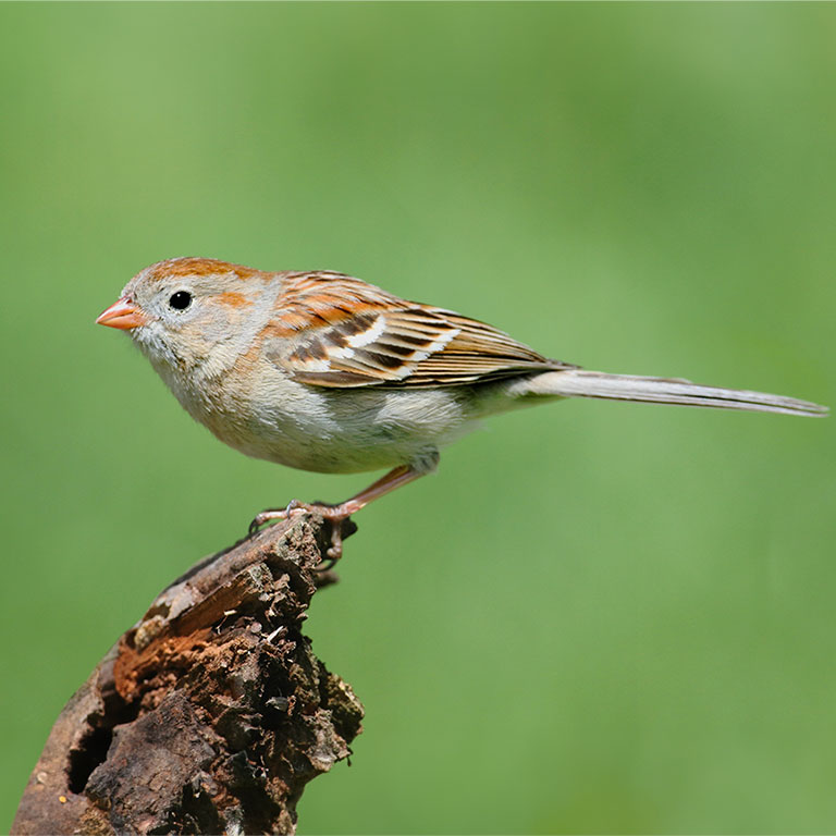 Field Sparrow