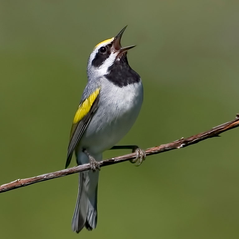 Golden-winged Warbler