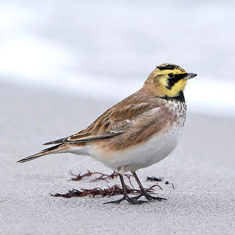 Horned Lark