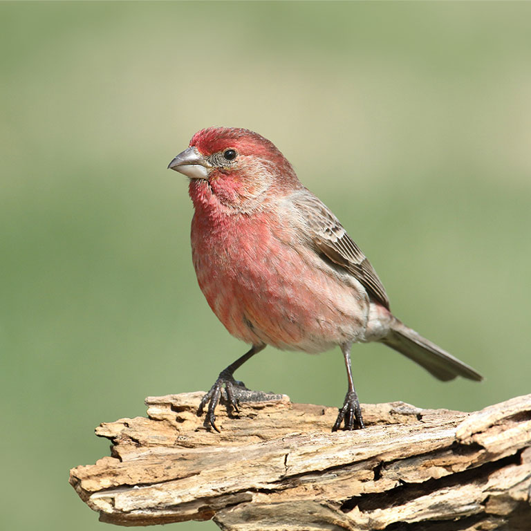 House Finch