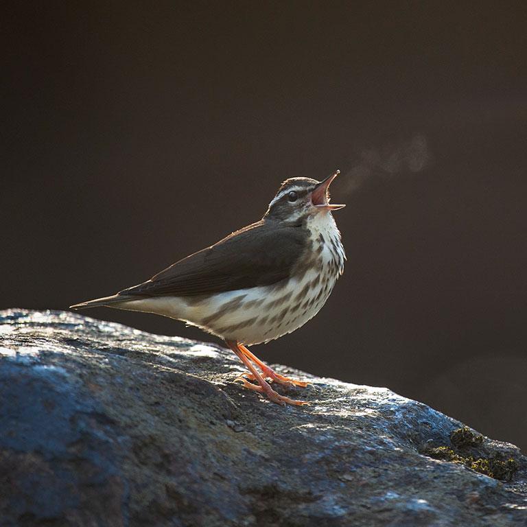 Louisiana Waterthrush