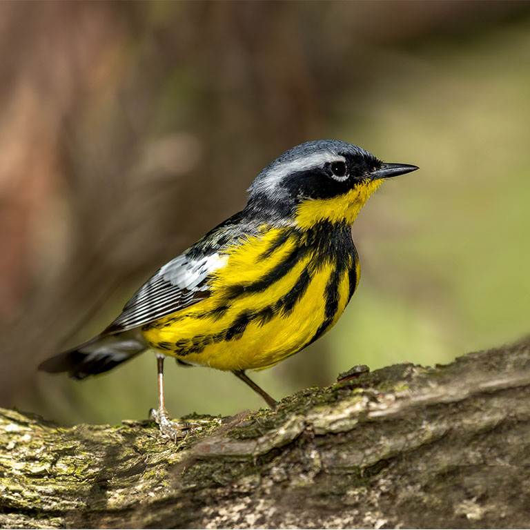 Magnolia Warbler