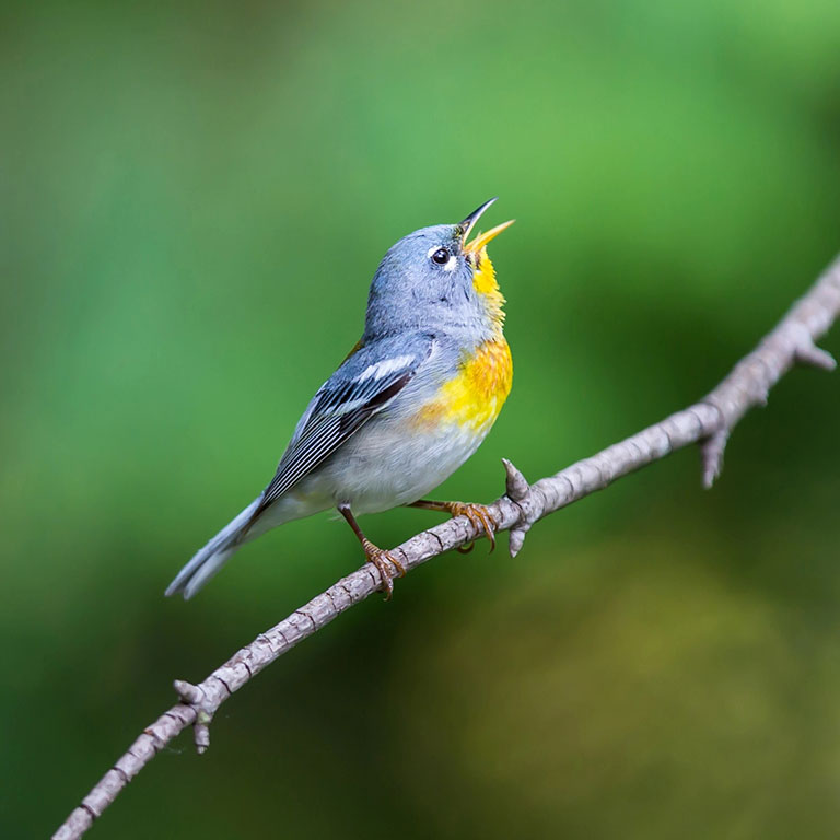 Northern Parula