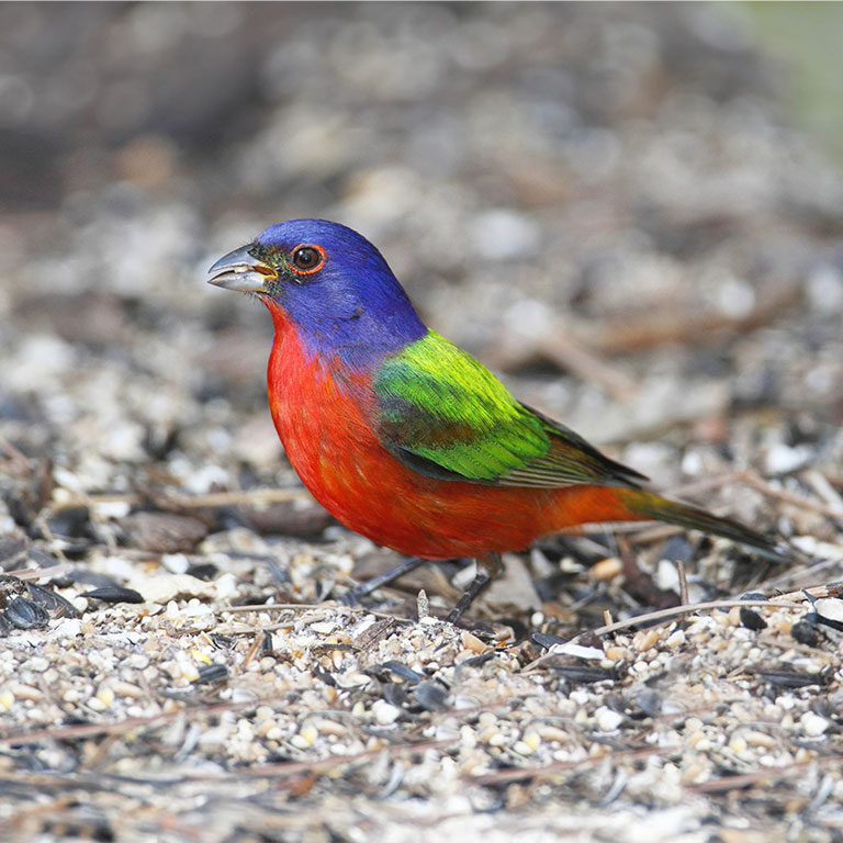 Painted Bunting