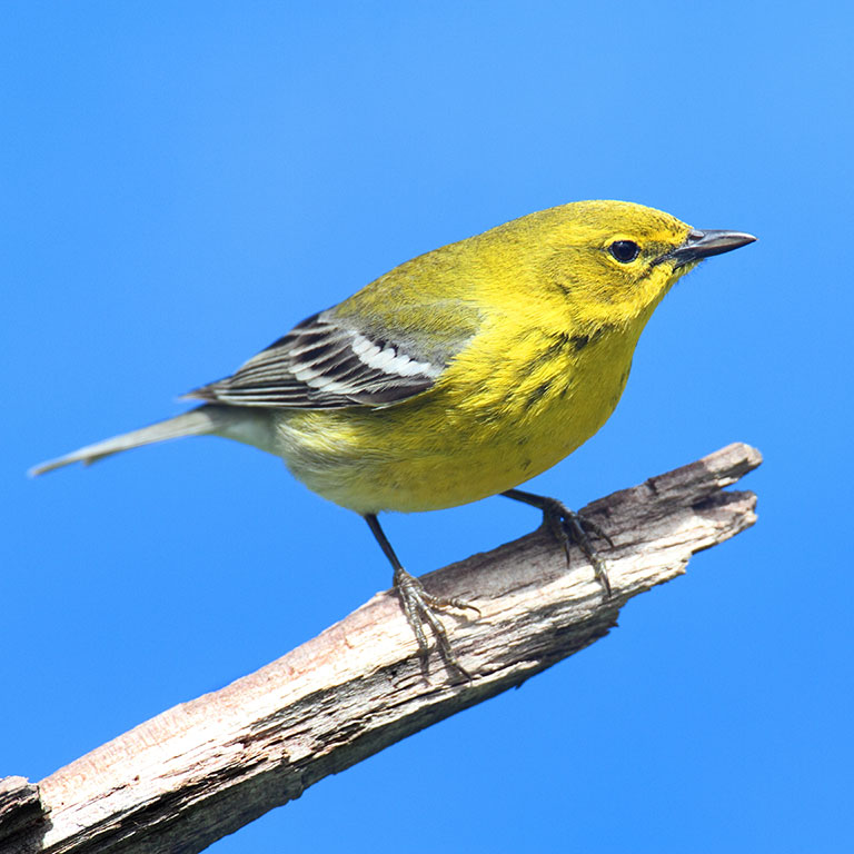 Pine Warbler