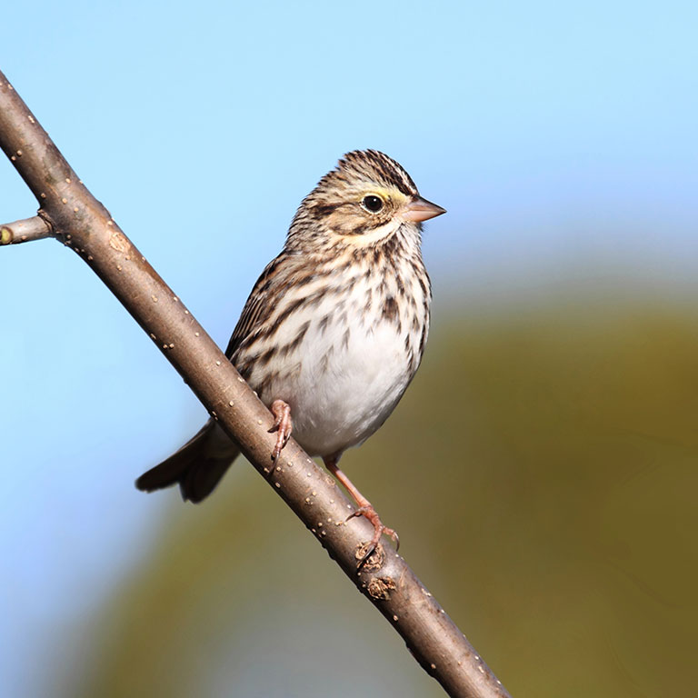 Savannah Sparrow