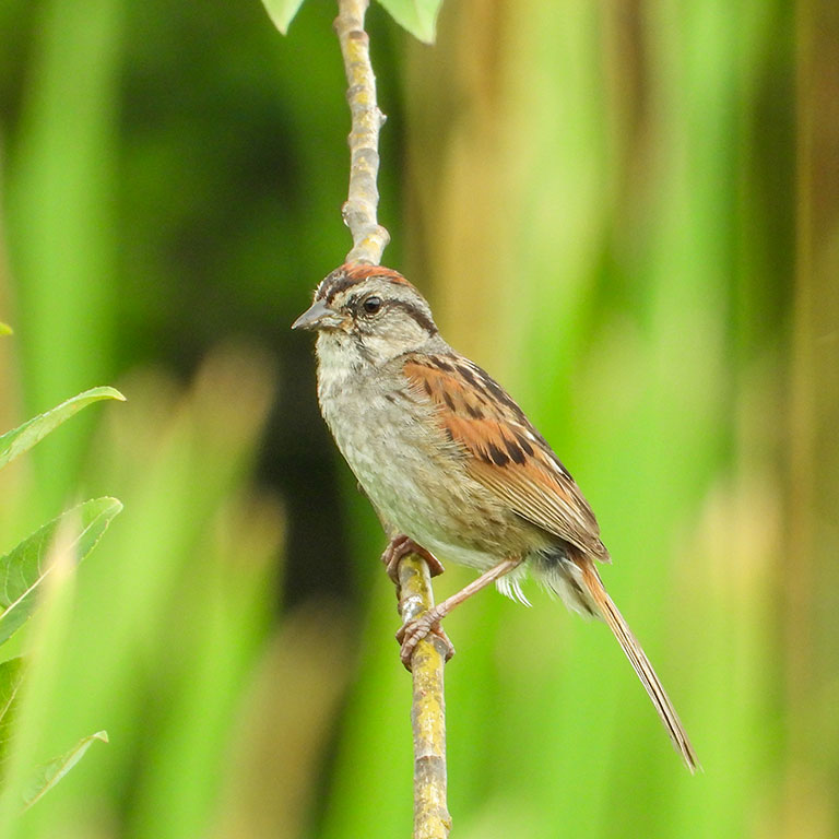 Swamp Sparrow