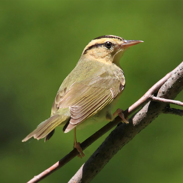 Worm-eating Warbler