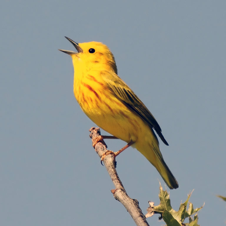 Yellow Warbler