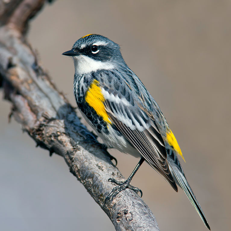 Yellow-rumped Warbler