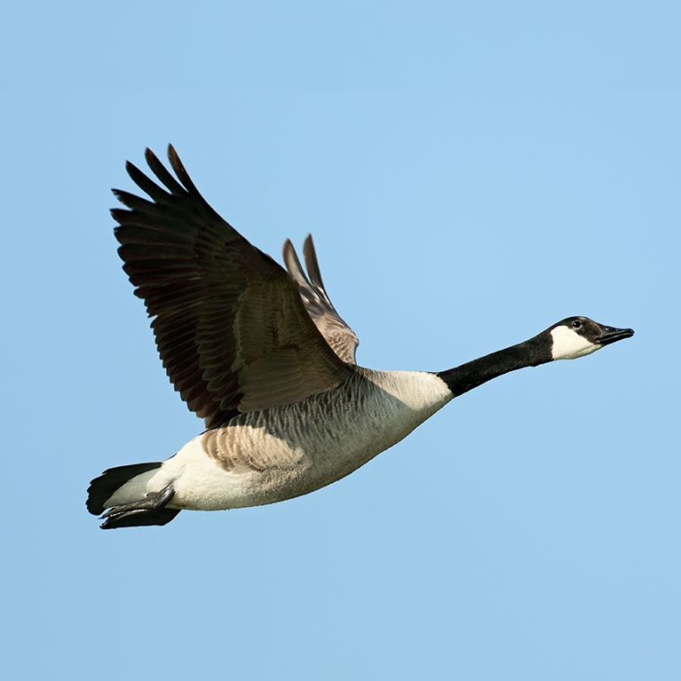 Canada goose vba