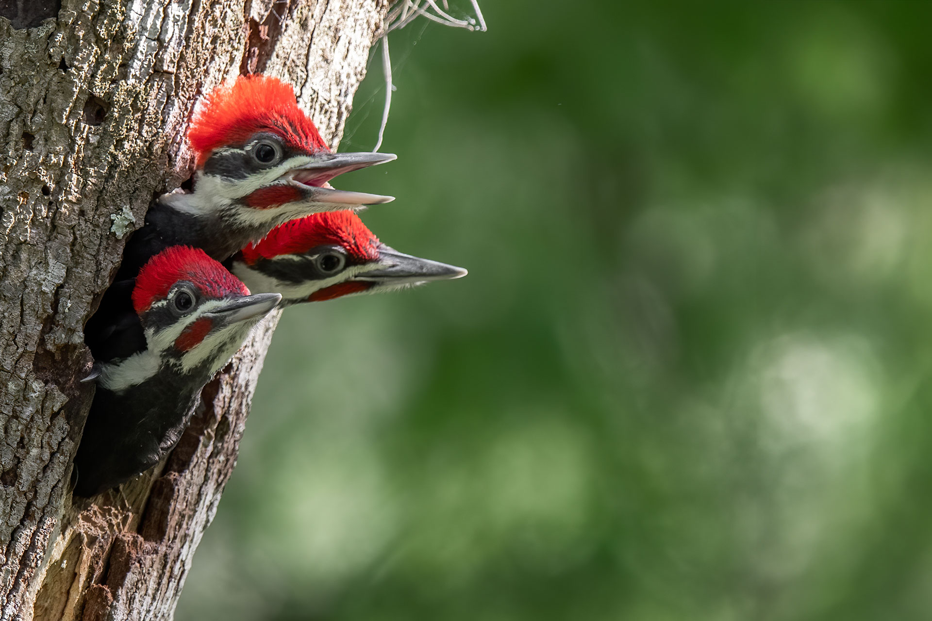 Pileated Woodpecker chicks in a tree cavity