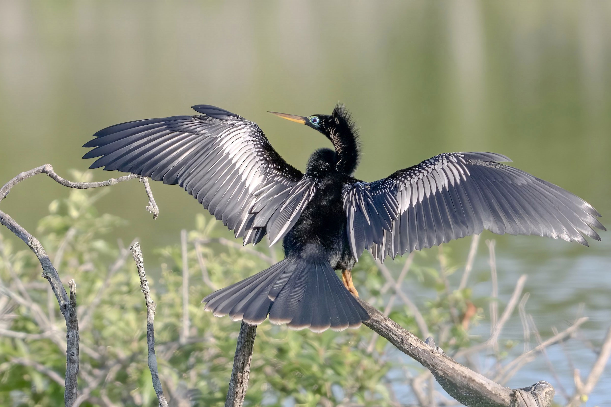 Anhinga - Adult male drying wings, photo by Will Bagby