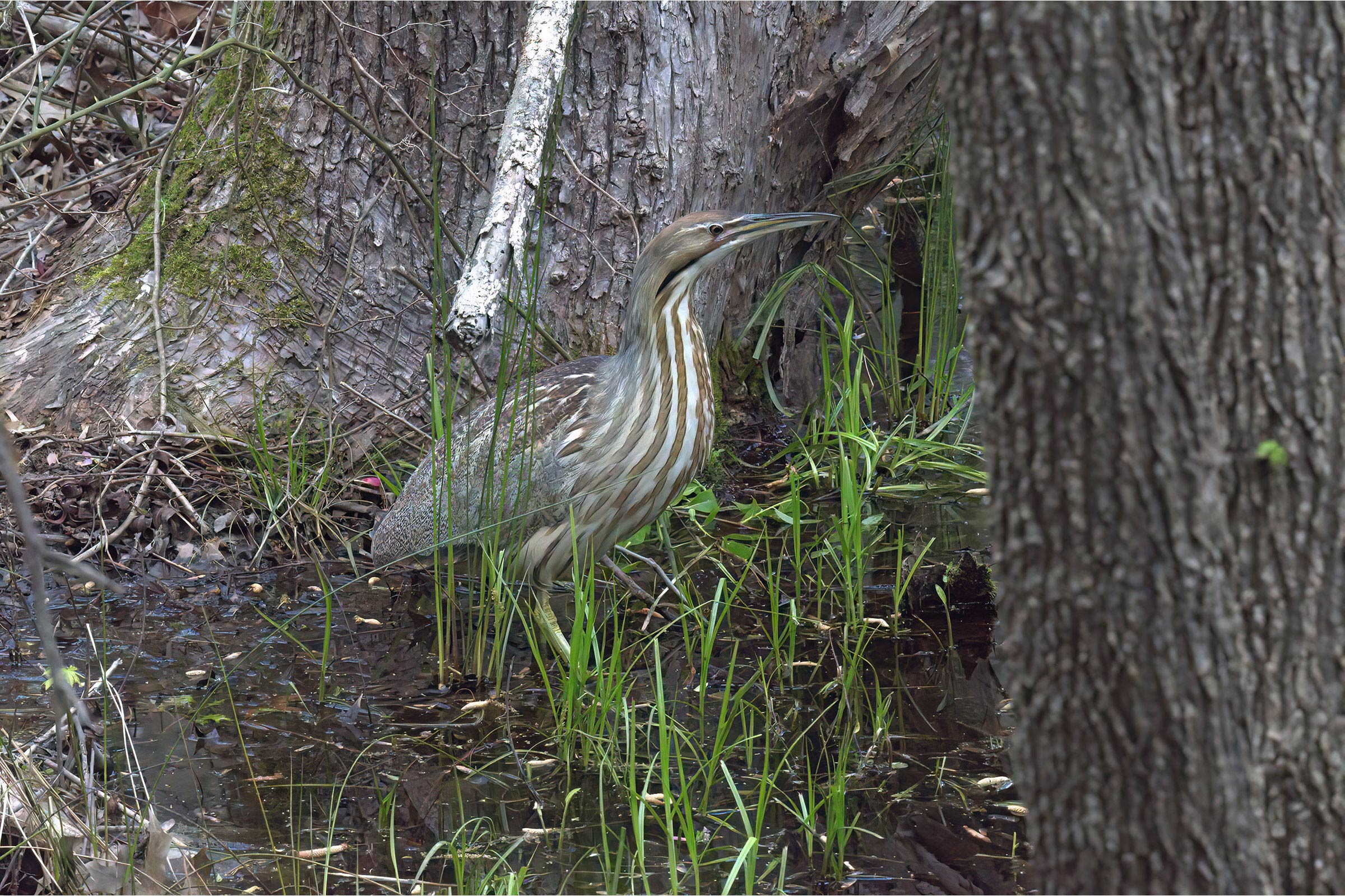 American Bittern - Adult, photo by Bill Williams