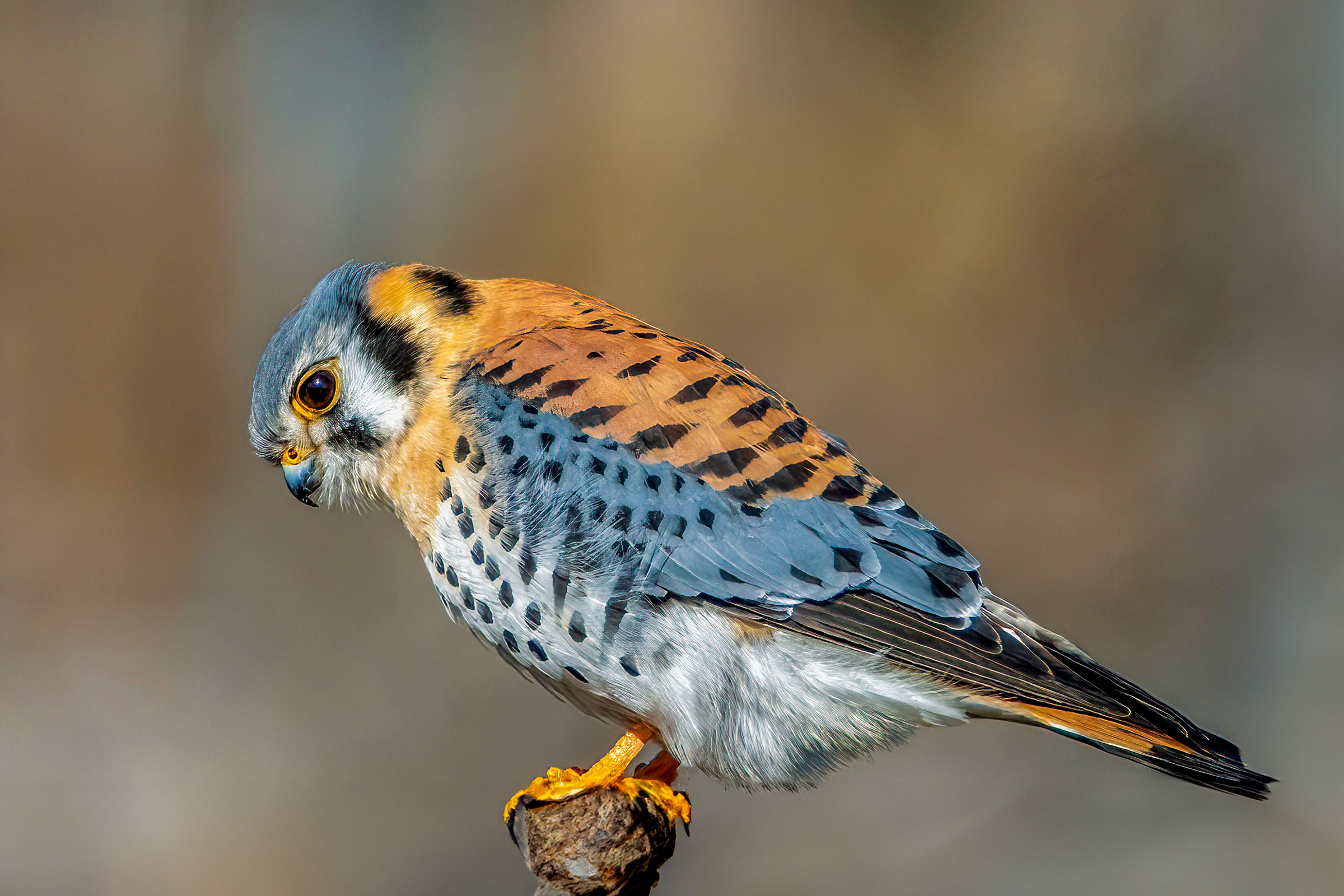 American Kestrel - Adult male, photo by Ren Mefford