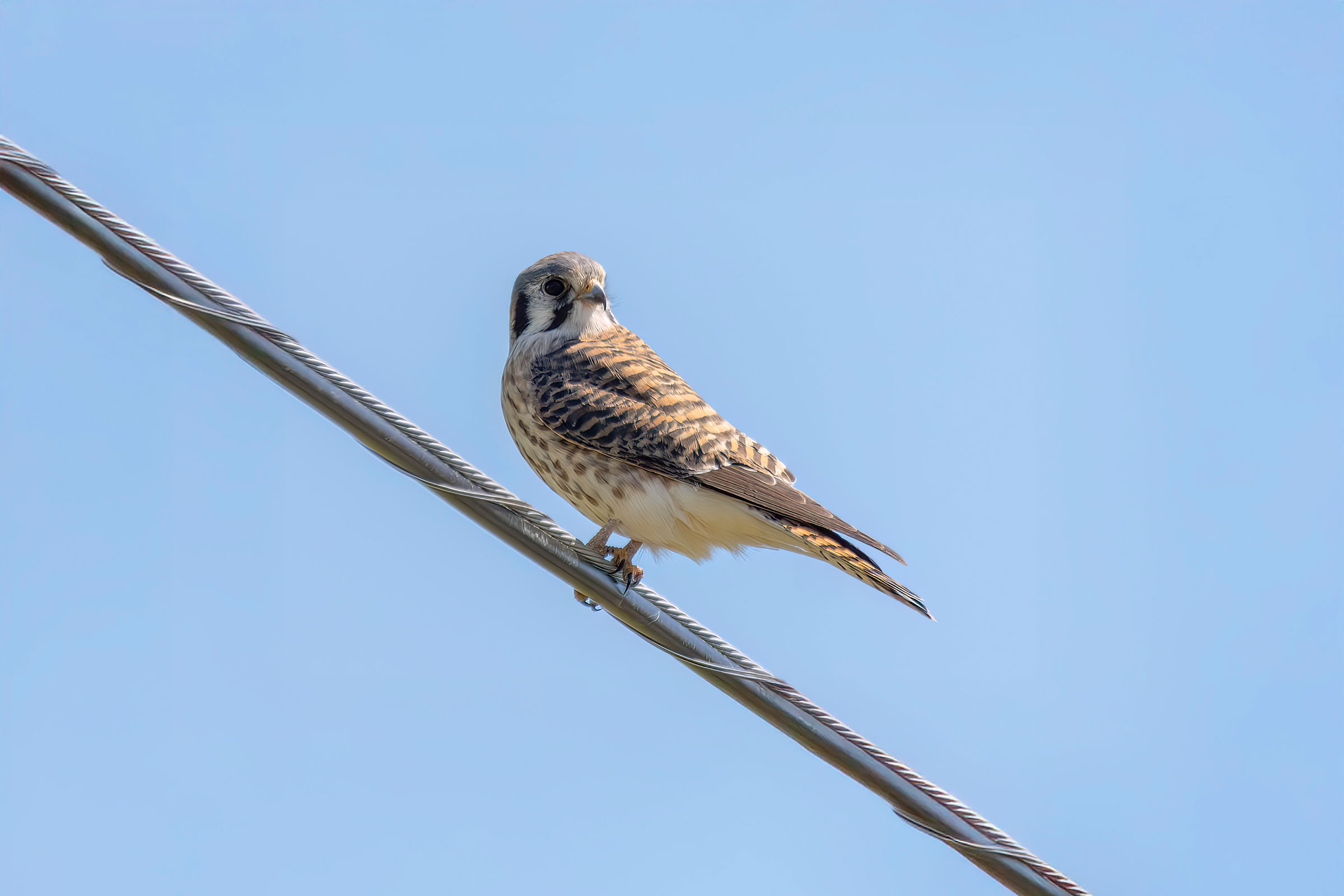 American Kestrel - Adult female, photo by David Yeager