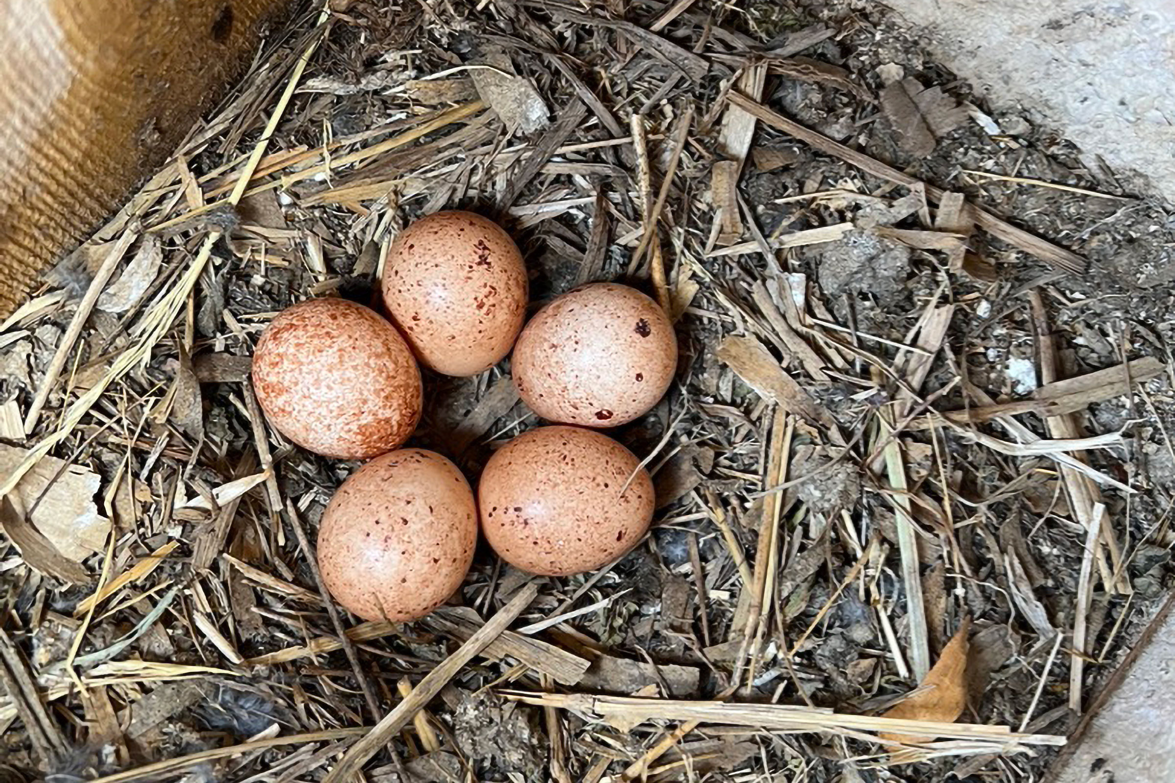 American Kestrel - Eggs in nest box, photo by John Spahr
