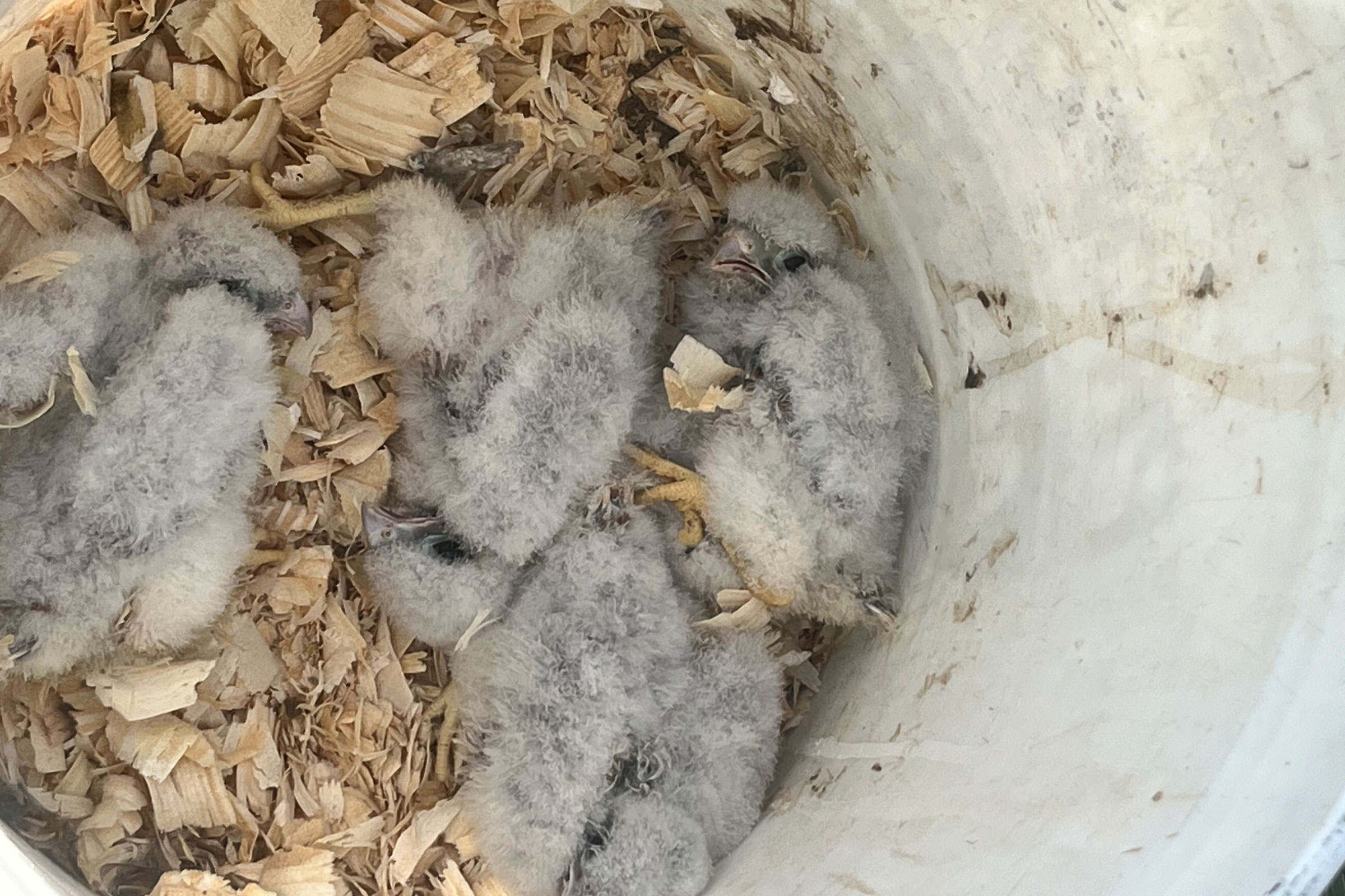 American Kestrel - Nestlings, photo by Patti Reum