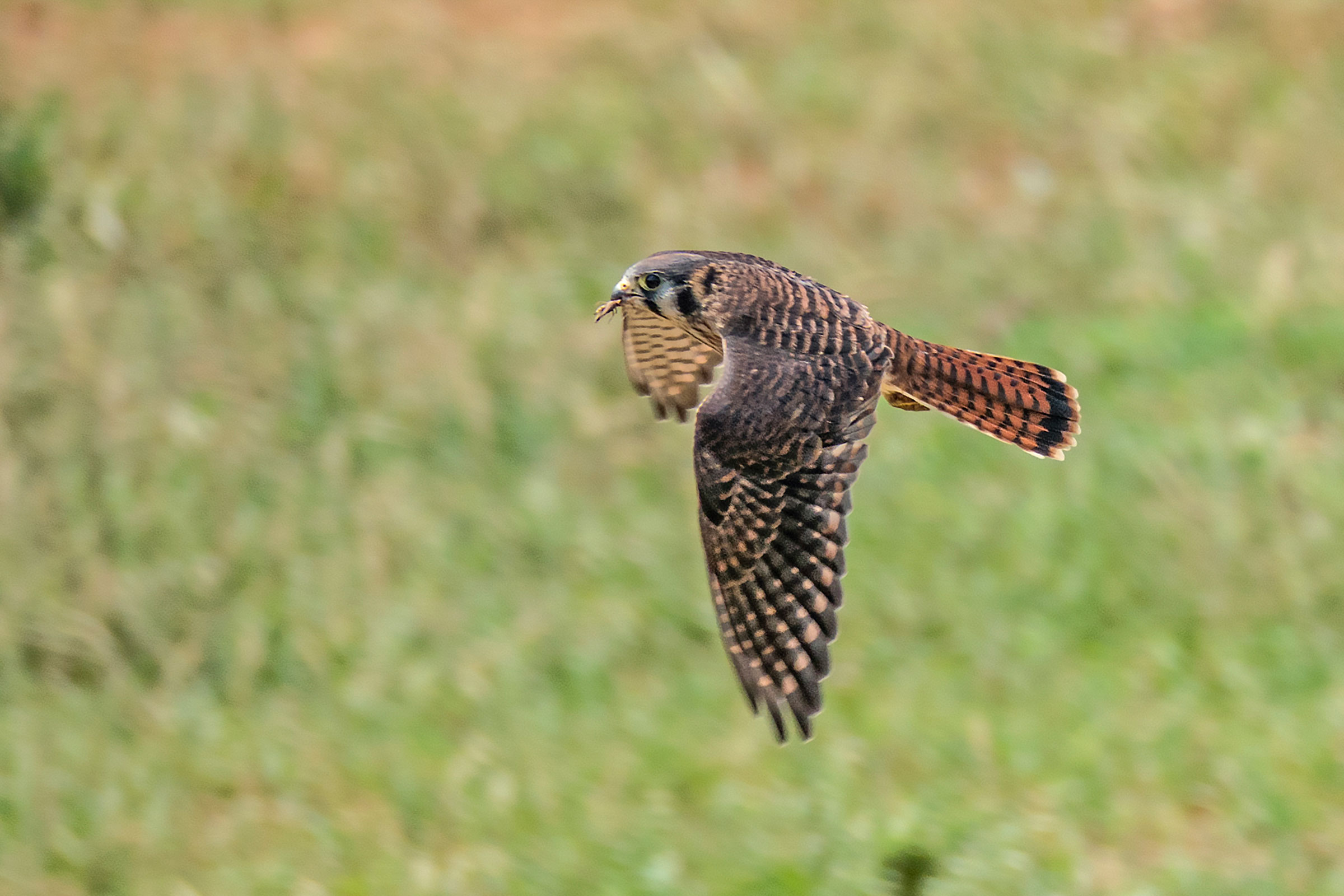 American Kestrel - Female carrying food, photo by Vic Laubach