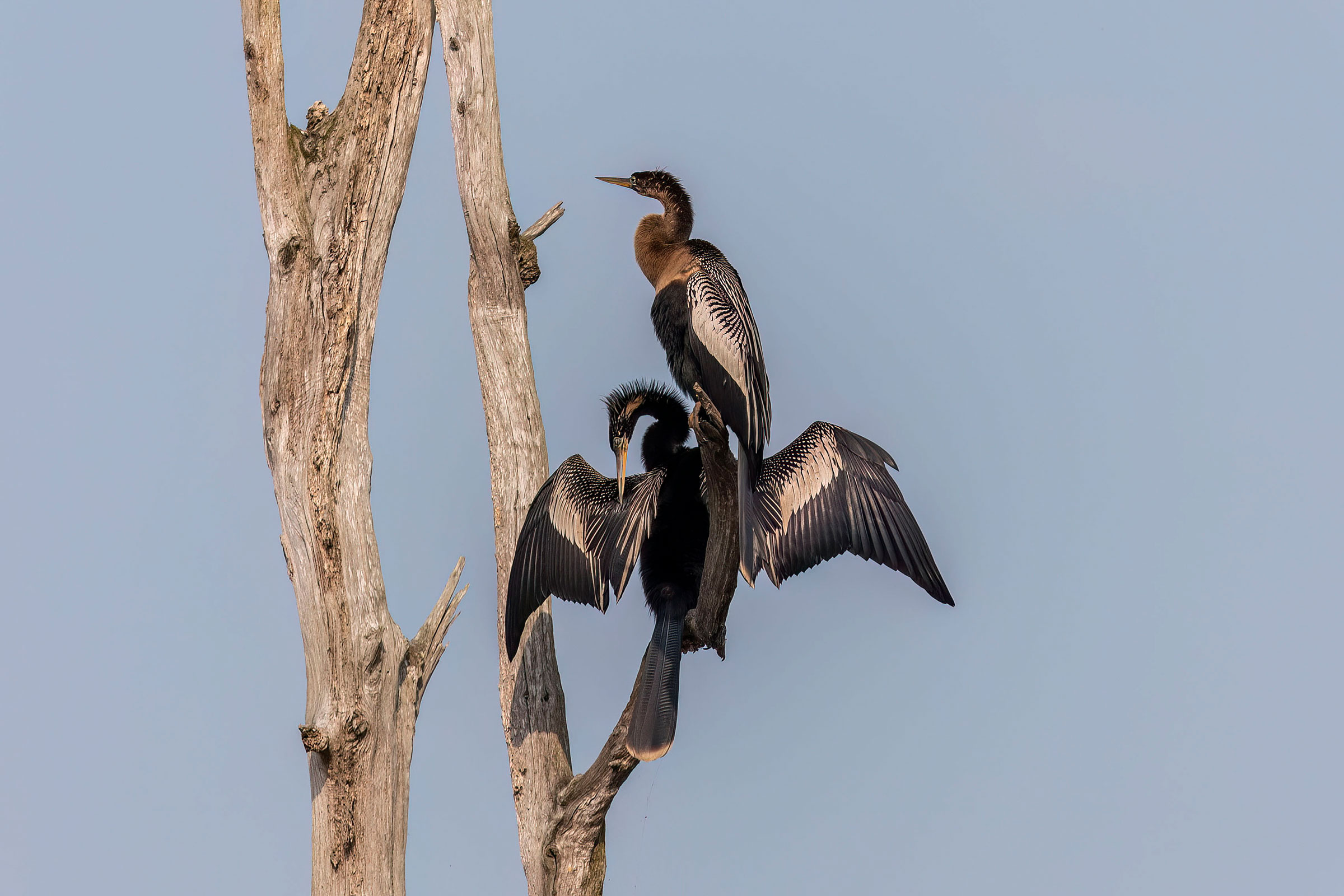 Anhinga - Pair, male below, photo by Judy Jones