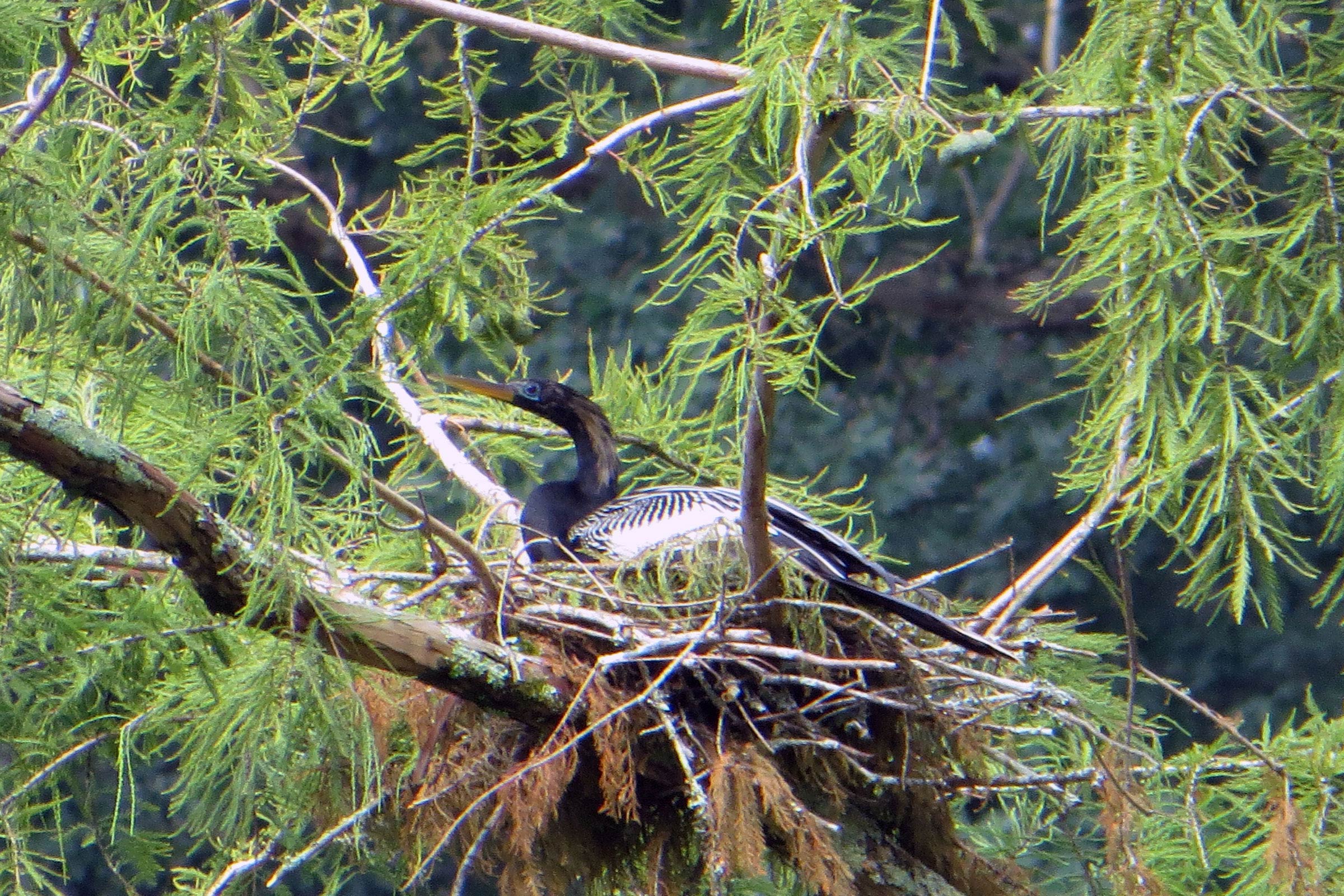 Anhinga - Male on nest, photo by Dave Youker