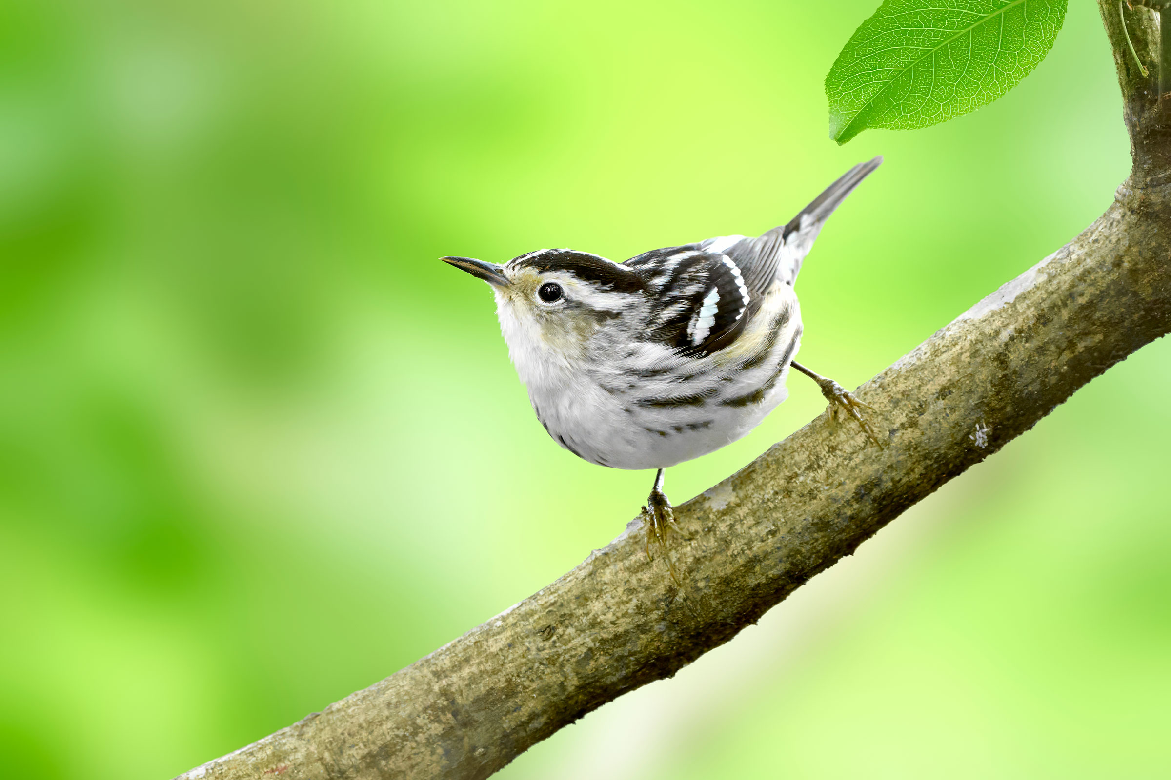 Black-and-white Warbler – Adult female, Fort Boykin Historic Park, Isle of Wight County, VA © Corby Amos; Cornell Lab of Ornithology | Macaulay Library