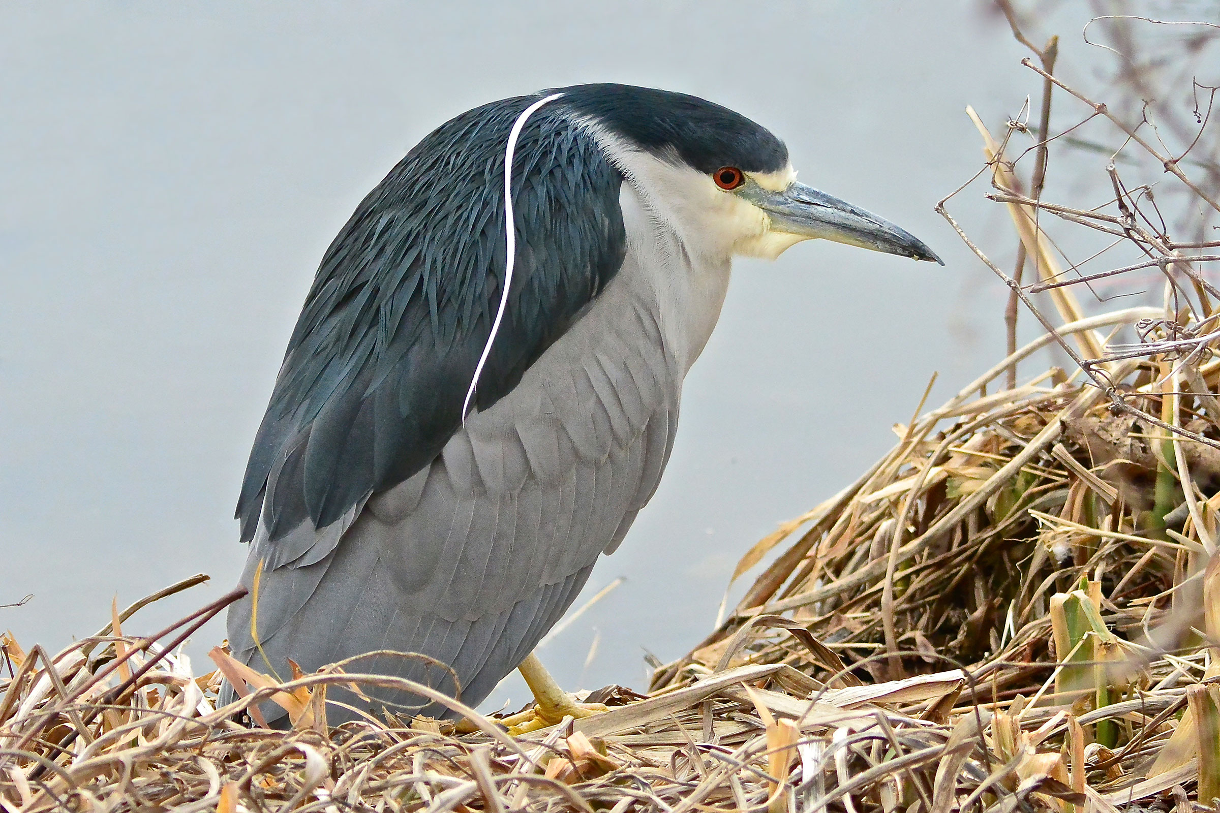 Black-crowned Night Heron - Adult, photo by Seth Honig