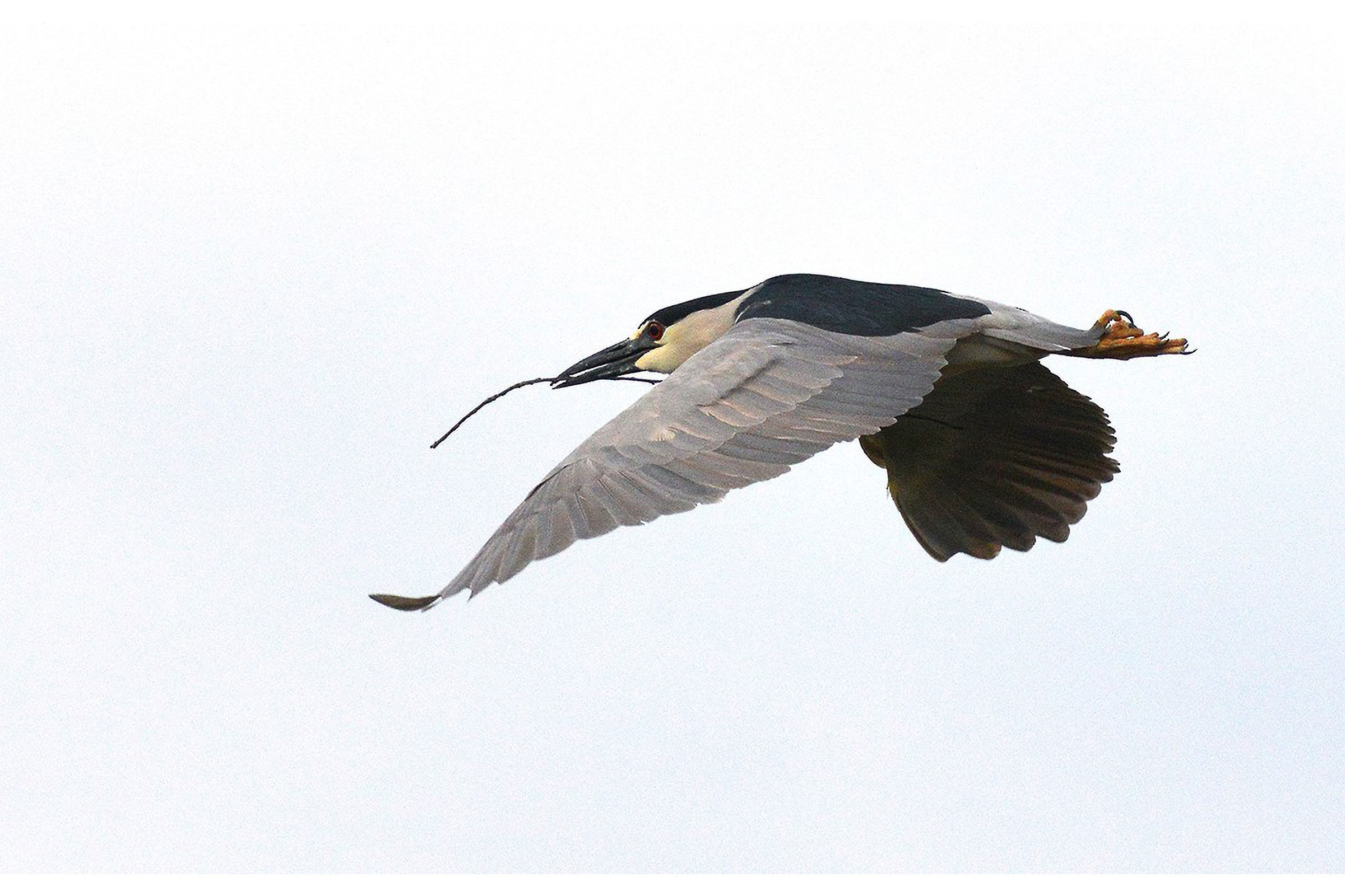 Black-crowned Night Heron - Carrying nesting material, photo by Frederick D. Atwood