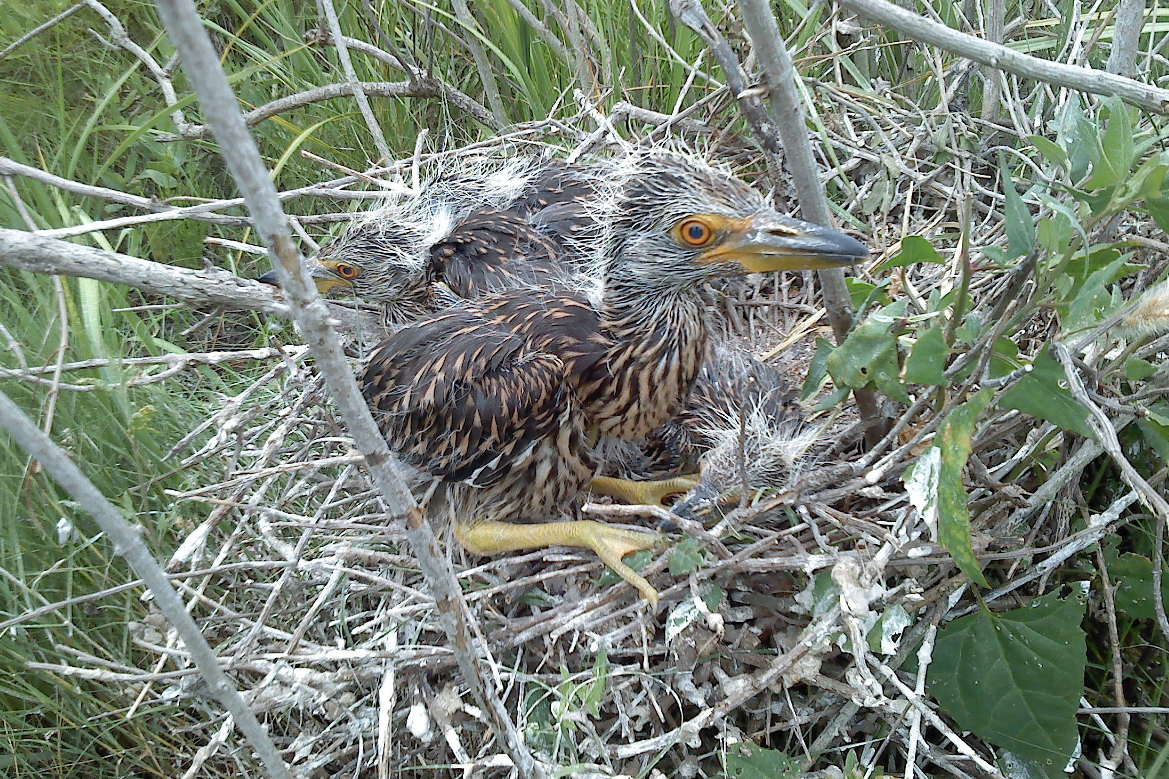Black-crowned Night Heron - Nestlings, photo by Ruth Boettcher, Virginia Department of Wildlife Resources
