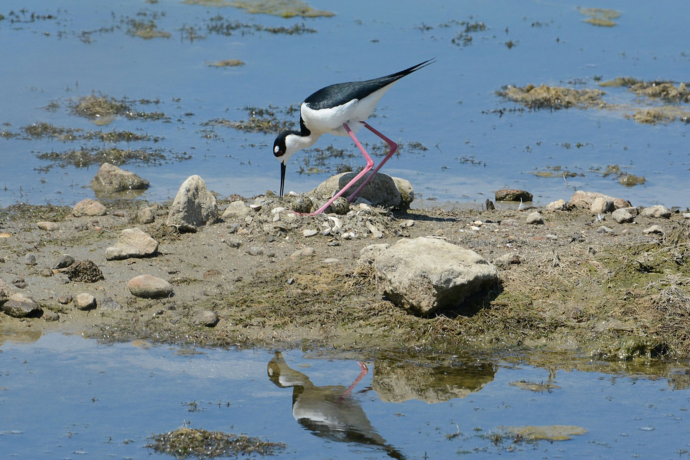 Black-necked Stilt - Adult male at nest with eggs, photo by Bill Williams