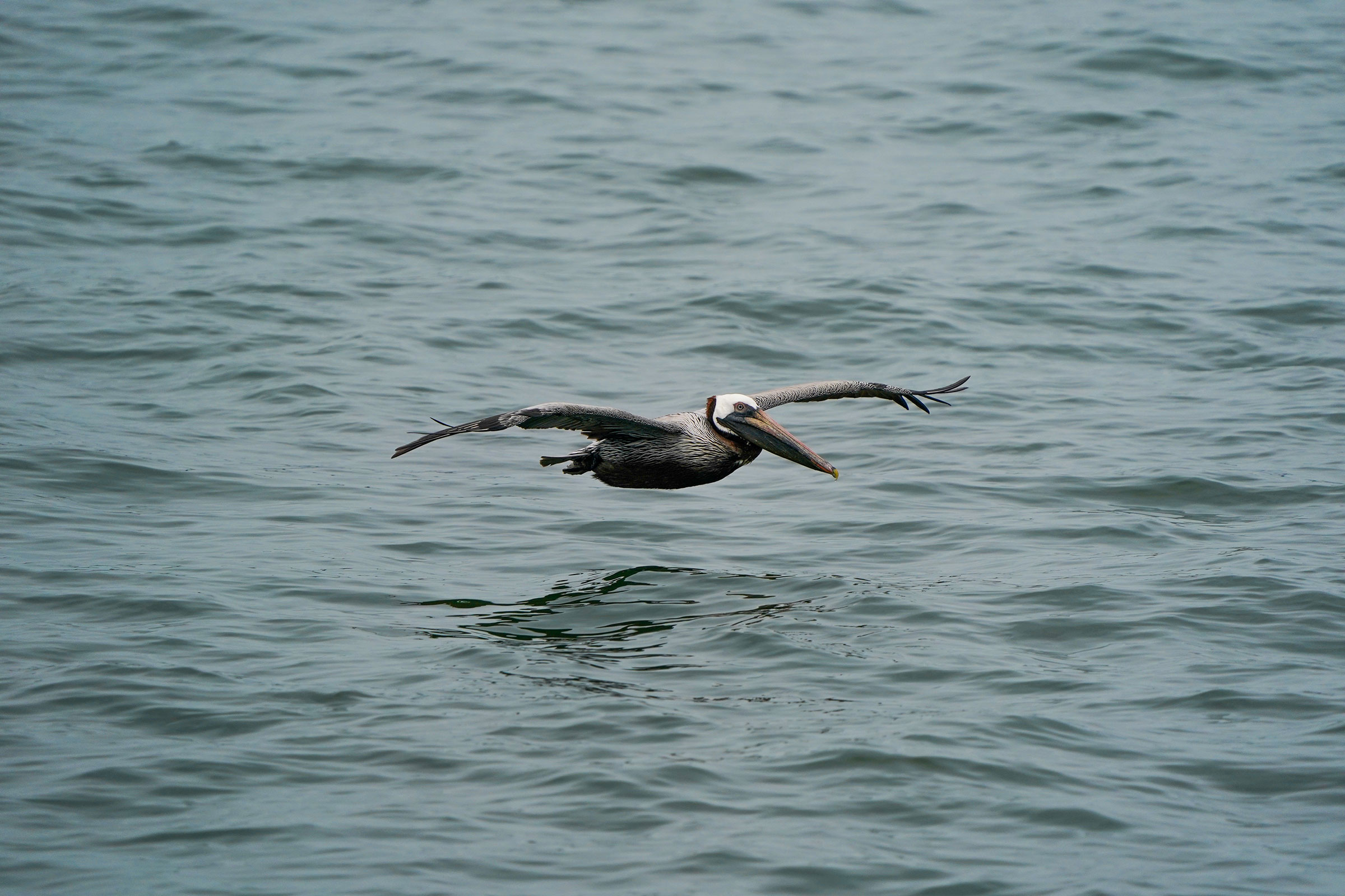 Brown Pelican - Adult flying, photo by TJ Byrd