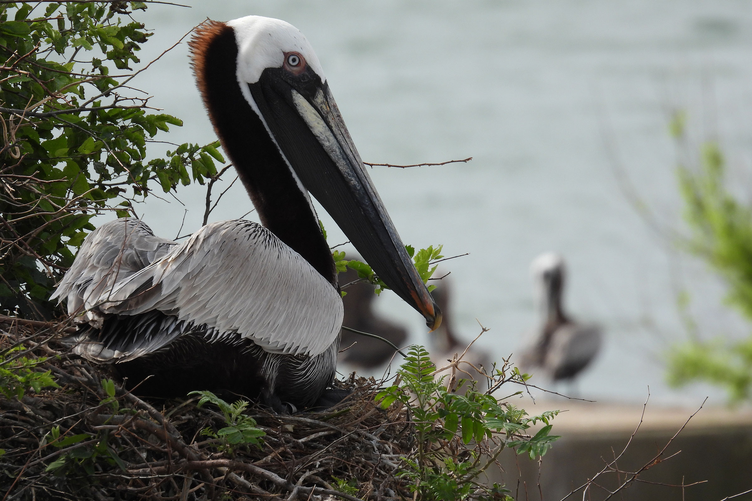 Brown Pelican - Adult on nest, photo by Meagan Thomas, Virginia Department of Wildlife Resources